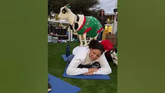 Prepping for finals with Goat Yoga! #asu #asuwest #finals #goatyoga