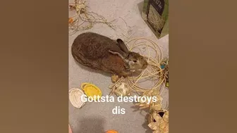 Flexible Bunny intent on destroying it! #freeroamrabbit #bunny #rabbit