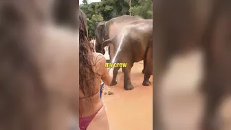 Elephant spa day! Bikinis and elephants… great pair! #elephant #bikini #thailand