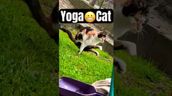 Yoga Cat Flex