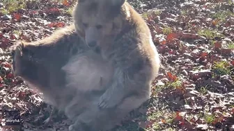 Rescue Bear Does Morning Stretching at Wildlife Sanctuary