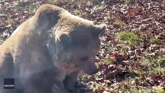 Rescue Bear Does Morning Stretching at Wildlife Sanctuary