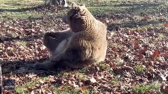 Rescue Bear Does Morning Stretching at Wildlife Sanctuary