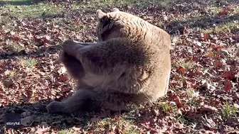 Rescue Bear Does Morning Stretching at Wildlife Sanctuary