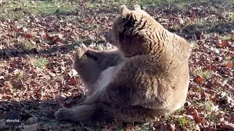 Rescue Bear Does Morning Stretching at Wildlife Sanctuary