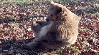 Rescue Bear Does Morning Stretching at Wildlife Sanctuary