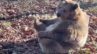 Rescue Bear Does Morning Stretching at Wildlife Sanctuary