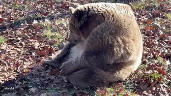 Rescue Bear Does Morning Stretching at Wildlife Sanctuary