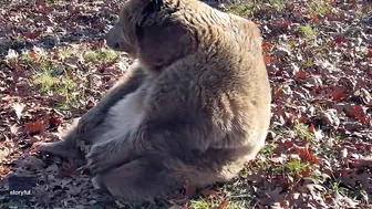 Rescue Bear Does Morning Stretching at Wildlife Sanctuary