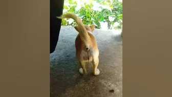 stretching #dog #shortvideo