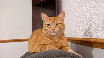 Precious kitty makes the most adorable sound while stretching