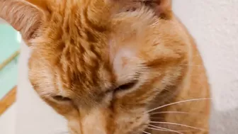 Precious kitty makes the most adorable sound while stretching