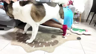 Hilarious Dog Attempts Yoga Poses p2