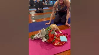 Puppy yoga Valentine’s Day edition!