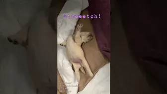 1 week old Golden Retriever puppy yoga stretches