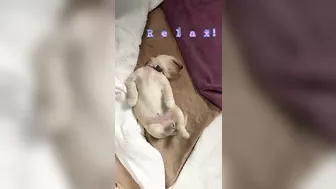 1 week old Golden Retriever puppy yoga stretches