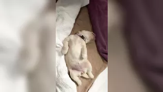 1 week old Golden Retriever puppy yoga stretches