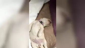 1 week old Golden Retriever puppy yoga stretches