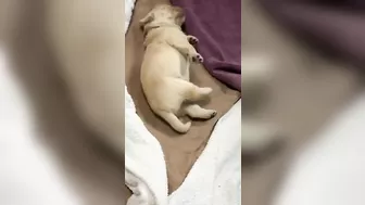 1 week old Golden Retriever puppy yoga stretches