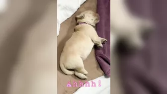 1 week old Golden Retriever puppy yoga stretches