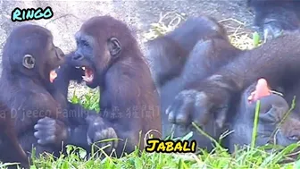 Jabali tongue is very flexible????????????#D'jeeco#ゴリラ#迪亞哥#金剛猩猩|20240115-31#taipeizoo #gorilla #台北市立動物園