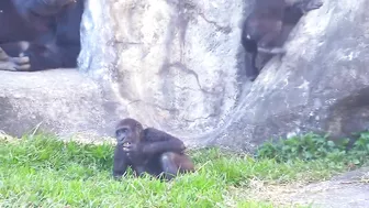 Jabali tongue is very flexible????????????#D'jeeco#ゴリラ#迪亞哥#金剛猩猩|20240115-31#taipeizoo #gorilla #台北市立動物園