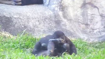 Jabali tongue is very flexible????????????#D'jeeco#ゴリラ#迪亞哥#金剛猩猩|20240115-31#taipeizoo #gorilla #台北市立動物園