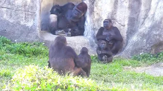 Jabali tongue is very flexible????????????#D'jeeco#ゴリラ#迪亞哥#金剛猩猩|20240115-31#taipeizoo #gorilla #台北市立動物園