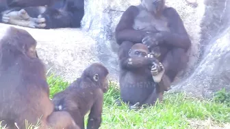 Jabali tongue is very flexible????????????#D'jeeco#ゴリラ#迪亞哥#金剛猩猩|20240115-31#taipeizoo #gorilla #台北市立動物園