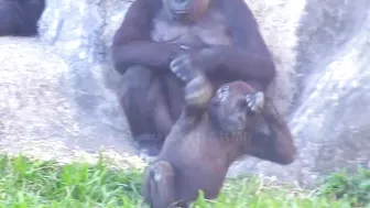 Jabali tongue is very flexible????????????#D'jeeco#ゴリラ#迪亞哥#金剛猩猩|20240115-31#taipeizoo #gorilla #台北市立動物園