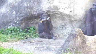 Jabali tongue is very flexible????????????#D'jeeco#ゴリラ#迪亞哥#金剛猩猩|20240115-31#taipeizoo #gorilla #台北市立動物園