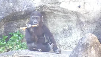 Jabali tongue is very flexible????????????#D'jeeco#ゴリラ#迪亞哥#金剛猩猩|20240115-31#taipeizoo #gorilla #台北市立動物園