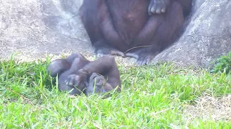 Jabali tongue is very flexible????????????#D'jeeco#ゴリラ#迪亞哥#金剛猩猩|20240115-31#taipeizoo #gorilla #台北市立動物園