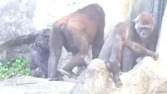 Jabali tongue is very flexible????????????#D'jeeco#ゴリラ#迪亞哥#金剛猩猩|20240115-31#taipeizoo #gorilla #台北市立動物園