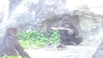 Jabali tongue is very flexible????????????#D'jeeco#ゴリラ#迪亞哥#金剛猩猩|20240115-31#taipeizoo #gorilla #台北市立動物園