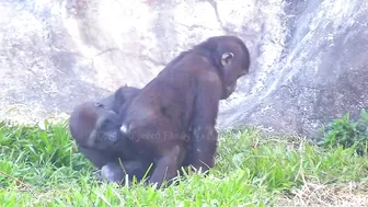 Jabali tongue is very flexible????????????#D'jeeco#ゴリラ#迪亞哥#金剛猩猩|20240115-31#taipeizoo #gorilla #台北市立動物園