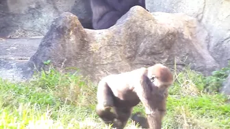 Jabali tongue is very flexible????????????#D'jeeco#ゴリラ#迪亞哥#金剛猩猩|20240115-31#taipeizoo #gorilla #台北市立動物園