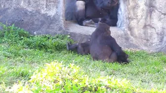 Jabali tongue is very flexible????????????#D'jeeco#ゴリラ#迪亞哥#金剛猩猩|20240115-31#taipeizoo #gorilla #台北市立動物園