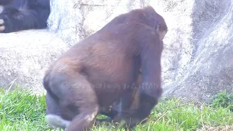 Jabali tongue is very flexible????????????#D'jeeco#ゴリラ#迪亞哥#金剛猩猩|20240115-31#taipeizoo #gorilla #台北市立動物園