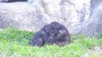 Jabali tongue is very flexible????????????#D'jeeco#ゴリラ#迪亞哥#金剛猩猩|20240115-31#taipeizoo #gorilla #台北市立動物園