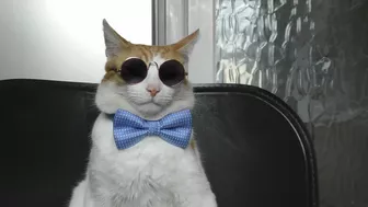 Handsome Cat Models Bow Tie & Sunglasses