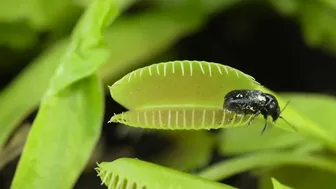 Venus Flytrap Digestion Time Lapse | Compilation