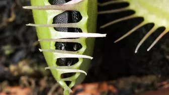 Venus Flytrap Digestion Time Lapse | Compilation