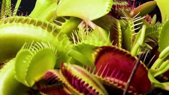 Venus Flytrap Digestion Time Lapse | Compilation