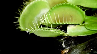 Venus Flytrap Digestion Time Lapse | Compilation