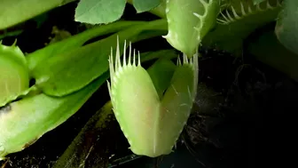 Venus Flytrap Digestion Time Lapse | Compilation