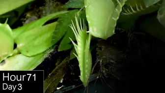 Venus Flytrap Digestion Time Lapse | Compilation