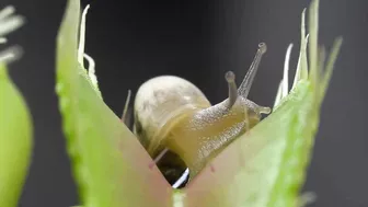 Venus Flytrap Digestion Time Lapse | Compilation