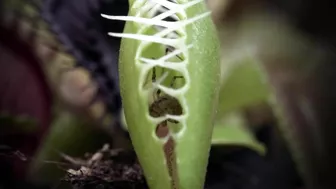 Venus Flytrap Digestion Time Lapse | Compilation