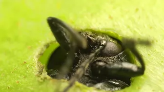 Venus Flytrap Digestion Time Lapse | Compilation